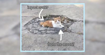 A Lollapalooza of Cat Memes for Music Festival Lovers 