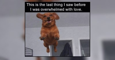 26 Dogs That Give a Heartwarming Aura