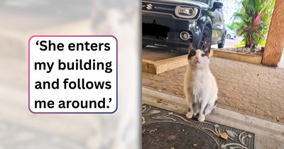 Kindhearted teen cares for a sweet stray cat who has lived outside their building for years, but faces difficulty giving her a home: ‘I can't bring her inside since my mom doesn't allow a cat.’