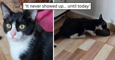 "If you can fit 3 cats you can fit 4": Cat lover discovers a sweet kitten hiding under a car and brings him home as cat number four