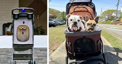 39 Sweet Pics of Stroller Pups Living Better than Hooman Children