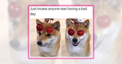 23 Wholesome Dog Memes to Wrap Your Weekend in Wagging-Tail Joy