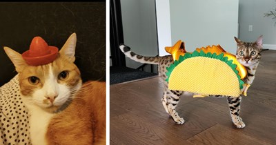 24 Goofy Cat Pics Purrfect for Picking You Up When You’re Feeling Down
