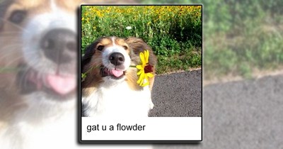 21 Heartwarming Dog Memes for Your Morning Cup of Pawsitivity (March 21, 2026)