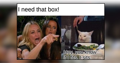 21 Hissterical Memes of Cats Who Said If I Fits, I Sits and Meant It