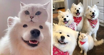 23 Snow White Puppies and Kitties Keeping Winter Alive One Fluffy Paw at a Time
