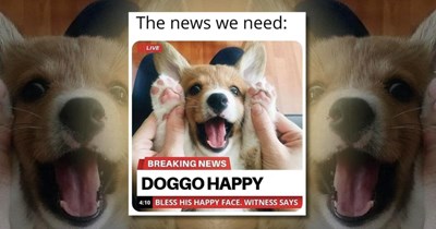 36 Doggy Dopamine Memes to Rescue Dog Lovers From a Bad Mood