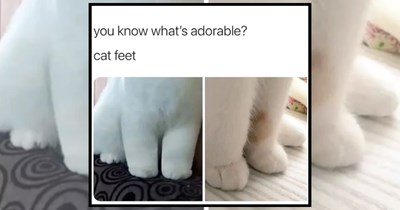 28 Adorable Cat Paws Stealing Hearts One Toe Bean at a Time
