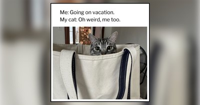 22 Relaxing Memes of Cats Set for a Sunny Spring Break Vacation
