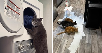 22 Silly Pictures of Cats Taking Spring Cleaning Into Their Own Paws