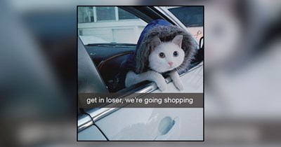 24 Silly Memes of Shopaholic Felines On a Full On Shopping Spree