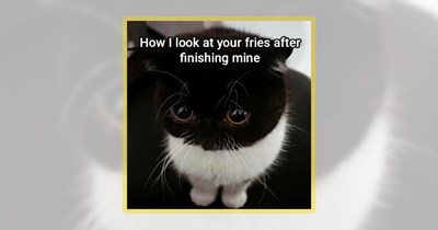 20 Foodie Feline Funnies for Folks Who Hunger for Humor