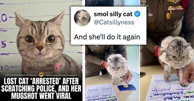 21 of the Funniest and Freshest Feline Tweets to Fill Your Week With Pawsitivity (March 23, 2026)