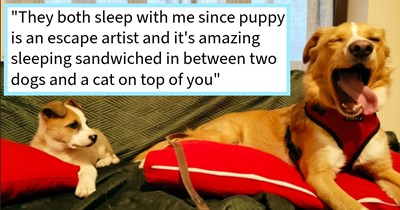 Crying puppy in poor condition found dumped outside dog mom’s fence gets adopted into her fur family, gaining a canine and a feline brother, pet mom says: ‘The little guy has become attached to me and quite, frankly, I'm quite partial to him too.’