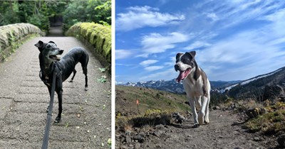 27 POV Pupper Walkies Pics fur the Dog Lover With no Doggo to Love