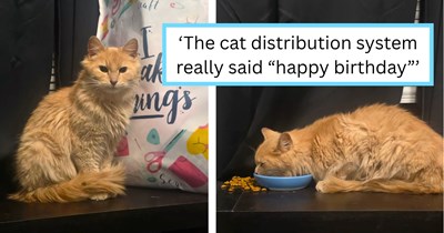 After years of wanting to adopt an orange cat, husband comes home at 5 AM to find the purrfect birthday present on his doorstep, waiting to be rescued: '[He] is 100% in love already'