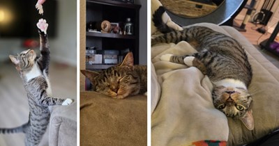 'Problem was, my apt wouldn't allow any pets': Couple finds little cat crying in the rain, they move to a bigger apartment just to be able to adopt her