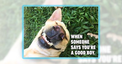 Doggo Energy Packaged in a Precious Pack of 24 Dog Memes