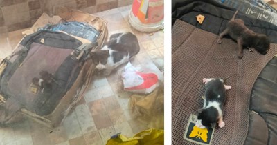 'Am I their grandpa now?': Momma cat chooses student's old backpack to give birth in, he grapples with newfound cat pawrenthood