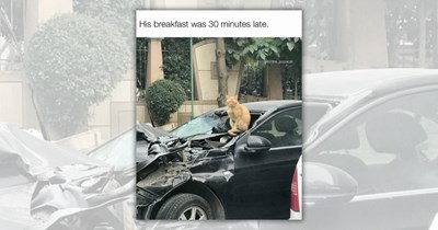 23 Memes That Hath No Feline Fury Like a Kitty Cat Scorned