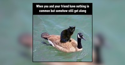 21 Hissterical Memes of Bestie Feline Furiends Judging You Side By Side  