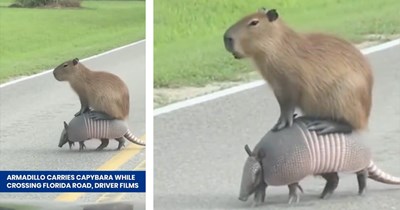 'Florida, man, you never know what's coming across the street': Capybara riding an armadillo stops traffic as they leisurely cross the road (VIDEO)