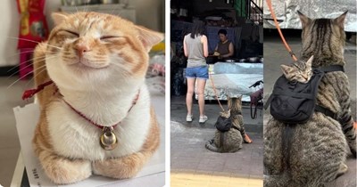 A Curiosity of the Cutest Cat Pics to Fuzzily Fix Your Midweek Feline Funk