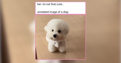 22 Comfort Doggos for When Life Feels Overwhelming 