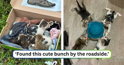 Rescuer races through a midnight rainstorm to save a box of week-old kittens abandoned by a busy road: 'I ran to bring them into the safe confines of the house.'