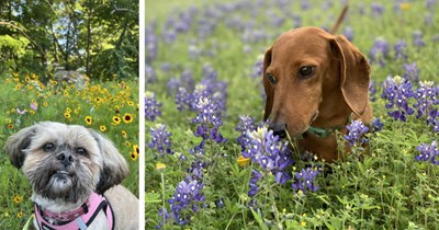 24 Sweet Springtime Pupper Pics fur Dog Lovers Who Have Hayfever
