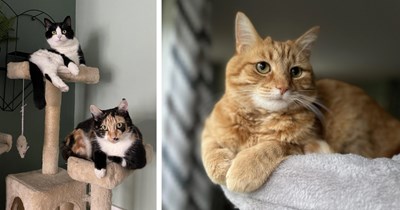 22 Chill Pics of Cats Kicking Back in their Carefully Crafted Trees