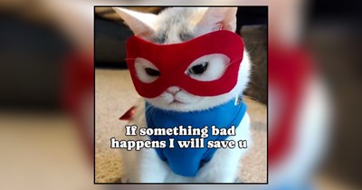 20 Heroic Memes of Cats as Caped Crusaders Ready to Save the Day 