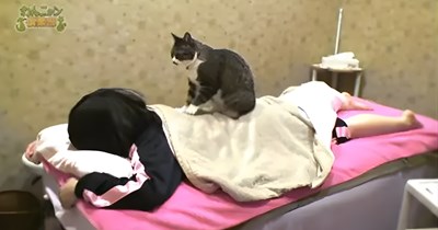 Japanese spa offers special back massages from cats leaving feline fans with the purrfect finish