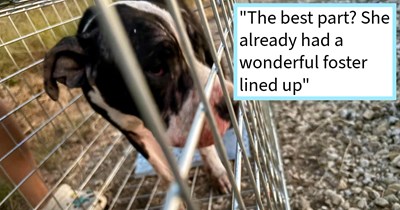 Dumped Texan pit bull found in deeply neglected condition immediately taken to foster home after willingly entering rescue trap, rescuers say: ‘She's now settling in where she'll finally get the care, comfort, and love she's always deserved.’