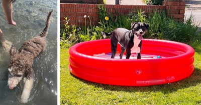 24 Pawdorable Paddling Pupper Pics for Dog Lovers Craving a Springtime Swim