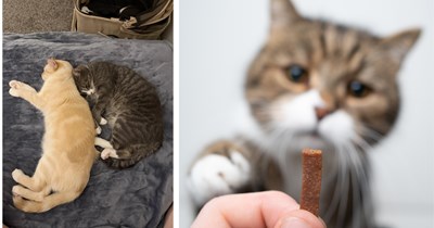 'Uh oh': Friend hired to cat sit three fluffy felines accidentally feeds them a week's worth of treats instead of food