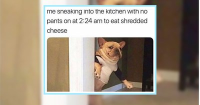 21 Pawsitive Dog Memes for Hardworking Hoomans Having a Tough Day