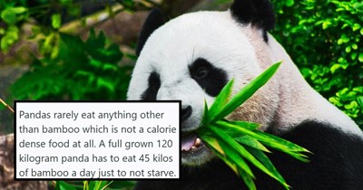 27+ Random Animal Facts Nobody Asked For but Are Weirdly Mind-Blowing Anyway