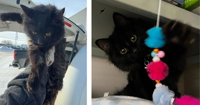 'We found her on a cold -20 degree morning': Black kitten found in rear taillight of caravan, kind humans keep her and give her the furrever home she deserves 