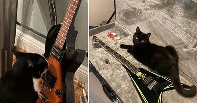 21 Legendary Pictures of Cats Shredding Guitar Strings Like They’ve Got a Sold-Out Show