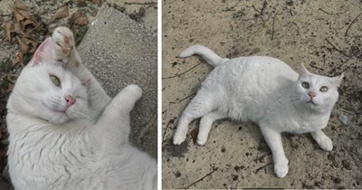 Beautiful angelic cat dropped off on side of the road in Georgia, caring family finds her and brings her to their home to adopt her: 'We definitely don’t take having her for granted'