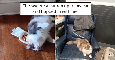 'Delivered a pizza and came home with the best tip ever': Pizza delivery driver rescues abandoned stray who jumped into their car and turns a routine delivery into a furever home