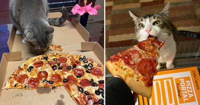 23 Hissterical Pictures of Cats Craving a Cheesy Pizza Slice and Hoping You'll Share 