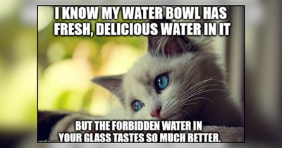 23 Hissterical Memes of Cats Choosing Your Cup Over Their Water Bowl