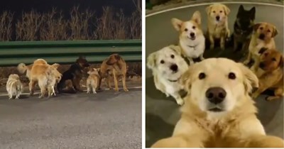 Seven stolen dogs go viral in China after escaping from illegal transport truck, they travel 10.5 miles back to their owners with heroic corgi leading the way