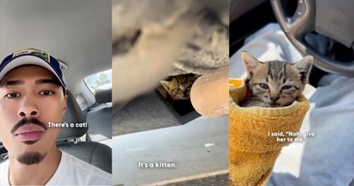 'There's a cat!': Creator's livestream gets interrupted by a kitten hiding in his car, he takes her home after shelter refuses to take his young feral rescue