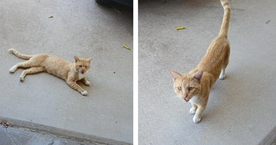'This kitty adopted my grandmother': Skinny orange feline won't stop demanding pets from sweet elderly woman, she eventually adopts him and makes him her barn cat