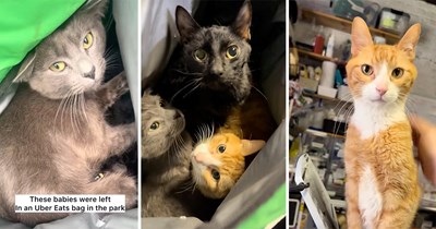 Three 1-year-old cats were found left in an Uber Eats bag outside of an NYC park, all were courageously rescued, given proper care, and warm homes: ‘You’re safe now, babies.'