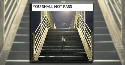 21 Cat Memes That Purrvide Whimsy for Feline Fairy GodMEOWthers