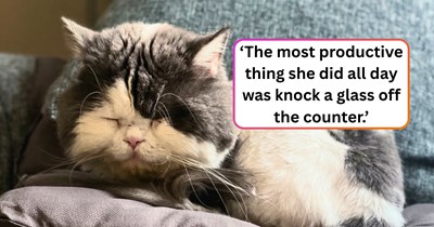 'I tracked everything my cat did for 24 hours': Woman treats her cat’s daily routine like a high-level corporate audit, and the data reveals she’s essentially unemployed